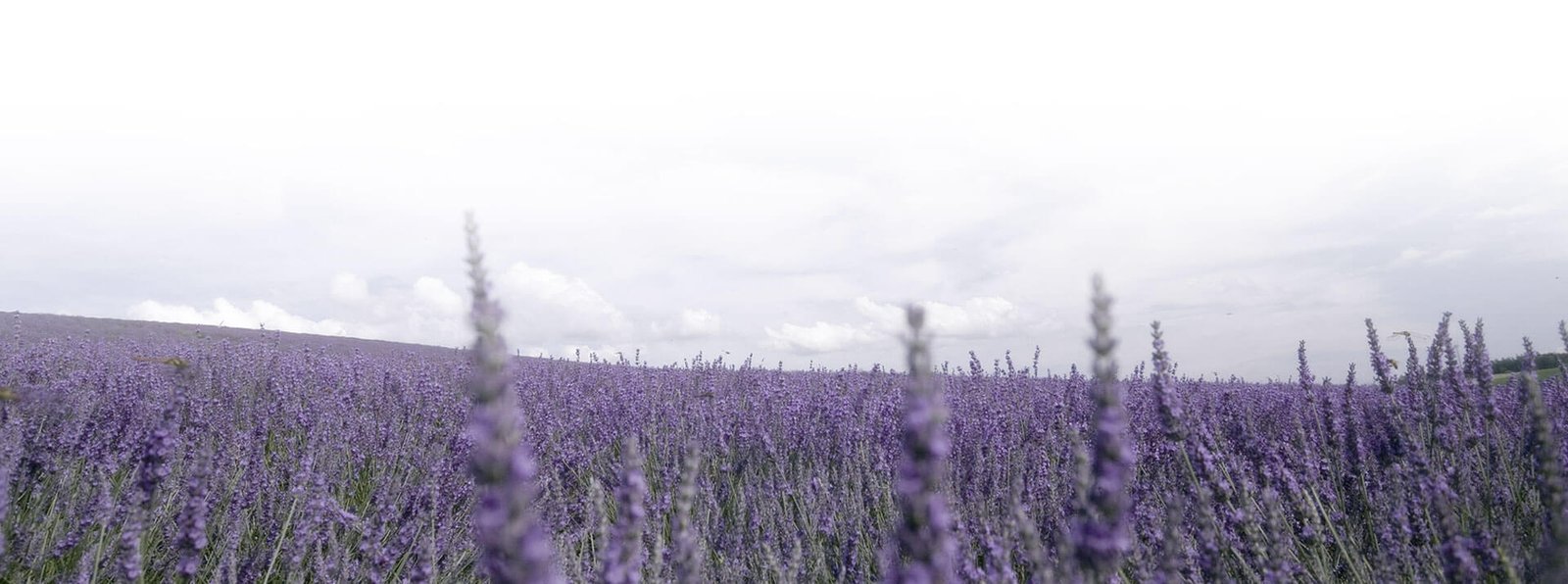 levantes-enoikiazomena domatia sti thalassa